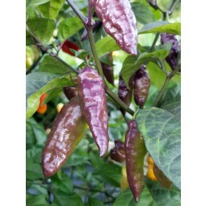 Hot Pepper ‘Black Ghost (Bhut Jolokia x Pimenta de Neyde)' Seeds (Certified Organic)