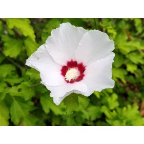 White/Red Rose of Sharon Seeds (Certified Organic)