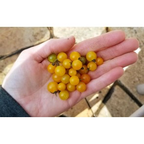 Tomato 'Gold Rush Currant' Seeds (Certified Organic)