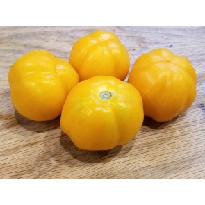 Tomato 'Orange Accordion Mini Pumpkins' 