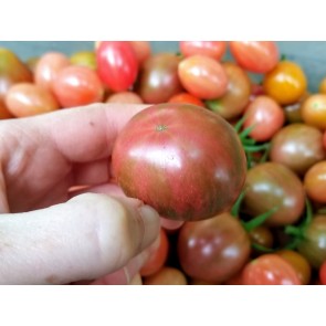 Tomato 'Purple Bumble Bee'