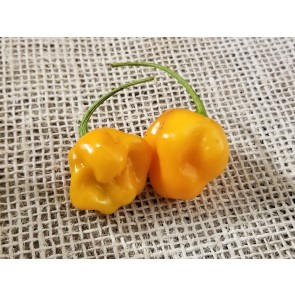 Hot Pepper ‘Roger's Giant Orange Habanero' Seeds (Certified Organic)