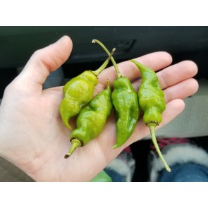 Hot Pepper ‘Green Trinidad Scorpion’ Seeds (Certified Organic)