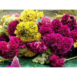Cockscomb – Annual Flowers – Flowers | Garden Hoard – Certified Organic  Heirloom Seeds – Grown in Michigan by Renegade Acres