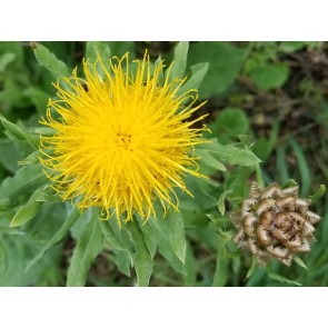 Yellow Basket Flower Seeds (Certified Organic)
