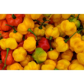 Hot Pepper ‘Yellow Scotch Bonnet’ 