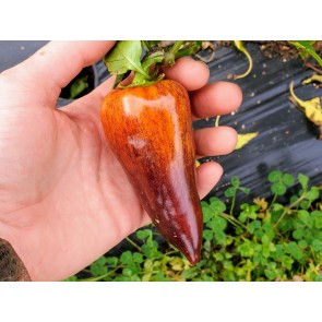 Sweet Pepper ‘Violet Sparkle' Seeds (Certified Organic)