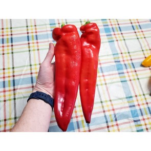 Pepper 'Super Sweet Giant Red' Seeds (Certified Organic)
