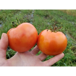 Tomato 'Sioux' Seeds (Certified Organic)