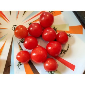 Tomato 'Tomatoberry F2' Seeds (Certified Organic)