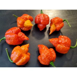 Hot Pepper 'Mustard Moruga Brains x Gator Jigsaw RED CROSS' Seeds (Certified Organic)
