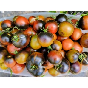 Tomato 'Indigo Blue Chocolate' Seeds (Certified Organic)