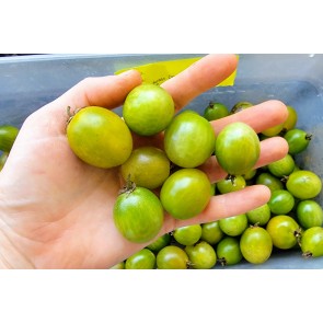 Tomato 'Green Doctors Frosted Cherry' Seeds (Certified Organic)