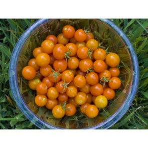 Tomato 'Sungold F2' 