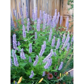 Anise Hyssop 'Blue Fortune' 