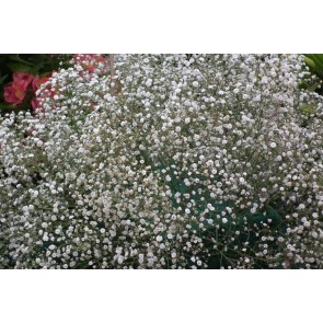 Baby's Breath Flowers, 2000 Heirloom Flower Seeds per Packet, Non GMO Seeds, Isla's Garden Seeds