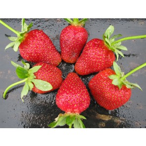 Strawberry 'Honeoye' Plant (4