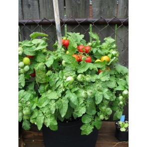 Tomato 'Tiny Tim' Seeds (Certified Organic)