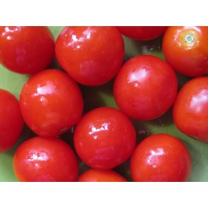 Tomato 'Large Red Cherry'