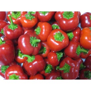 Sweet Pepper ‘Mini Red Bell’ 