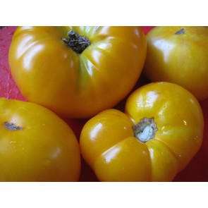 Tomato 'Azoychka' 