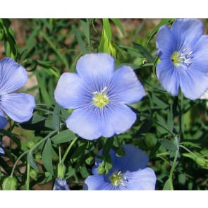 Blue Flax Seeds (Certified Organic)