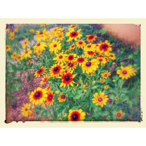 Black-Eyed Susan 'Autumn Colors' and 'Indian Summer' Mix Seeds (Certified Organic)