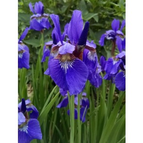Purple Siberian Iris