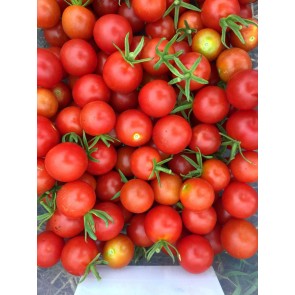 Tomato 'Remy Rouge'
