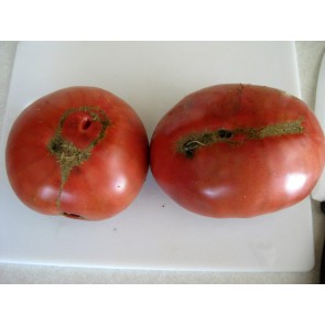 Tomato 'Sara Black' Seeds (Certified Organic)