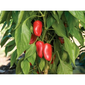 Pepper SWEET 'Lunch Box Red' Plant (4" Pot, single)