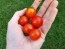 Tomato 'Peacevine Cherry'