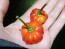 Hot Pepper ‘Brazilian Starfish' Seeds (Certified Organic)