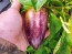 Sweet Pepper ‘Violet Sparkle' Seeds (Certified Organic)