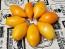 Tomato 'Buratino' AKA 'Yellow Pinocchio' Seeds (Certified Organic)